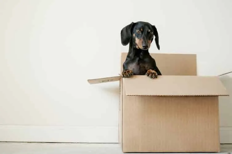 illustration d'un chien dans un carton