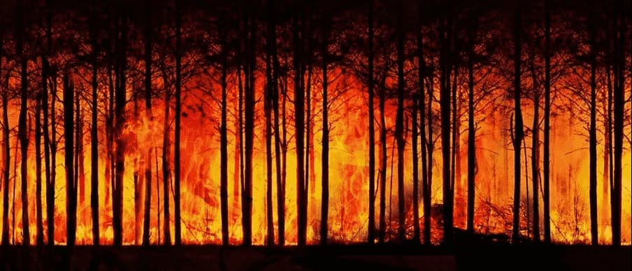 feu de forêt