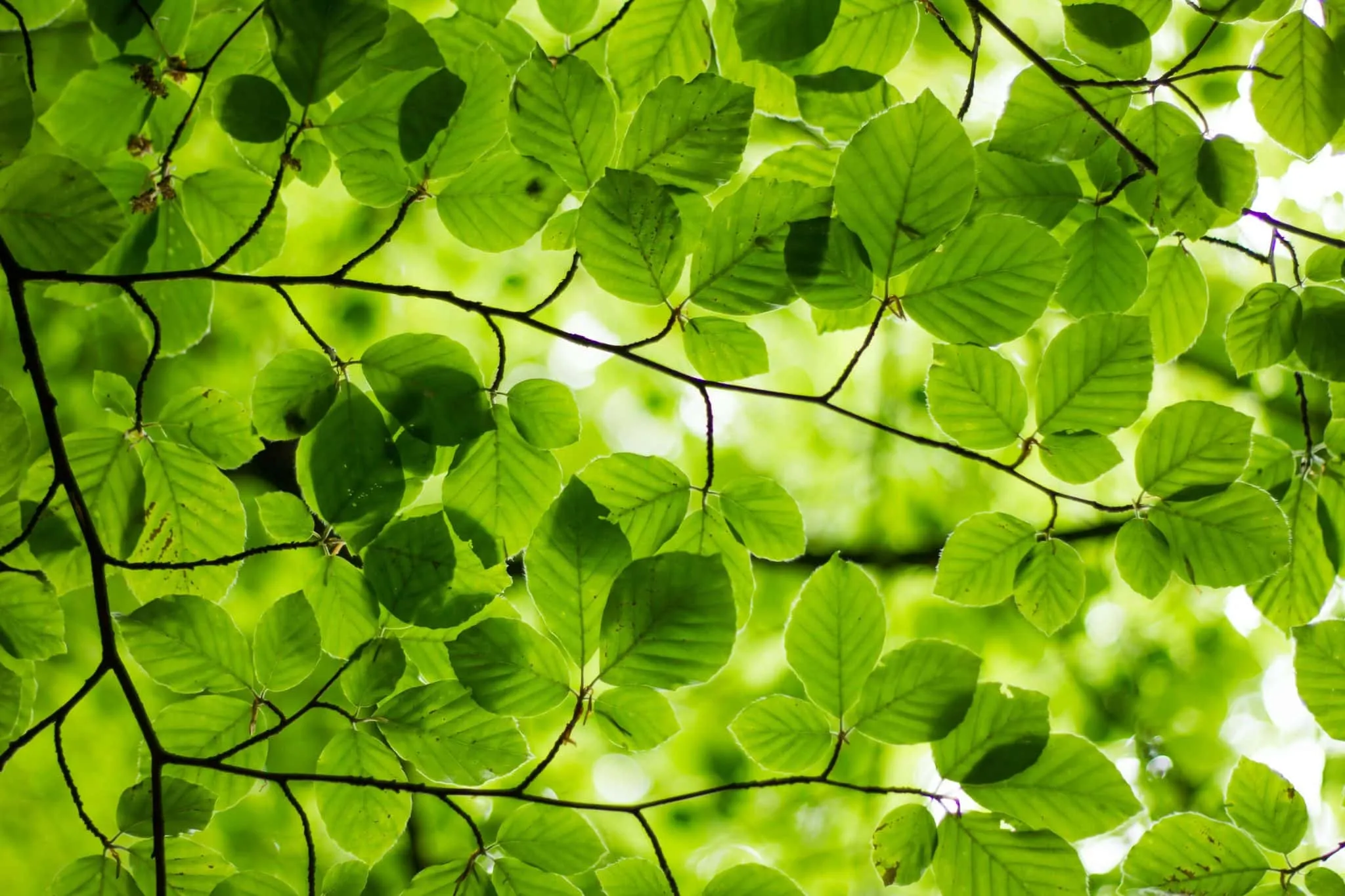 feuilles d'un arbre