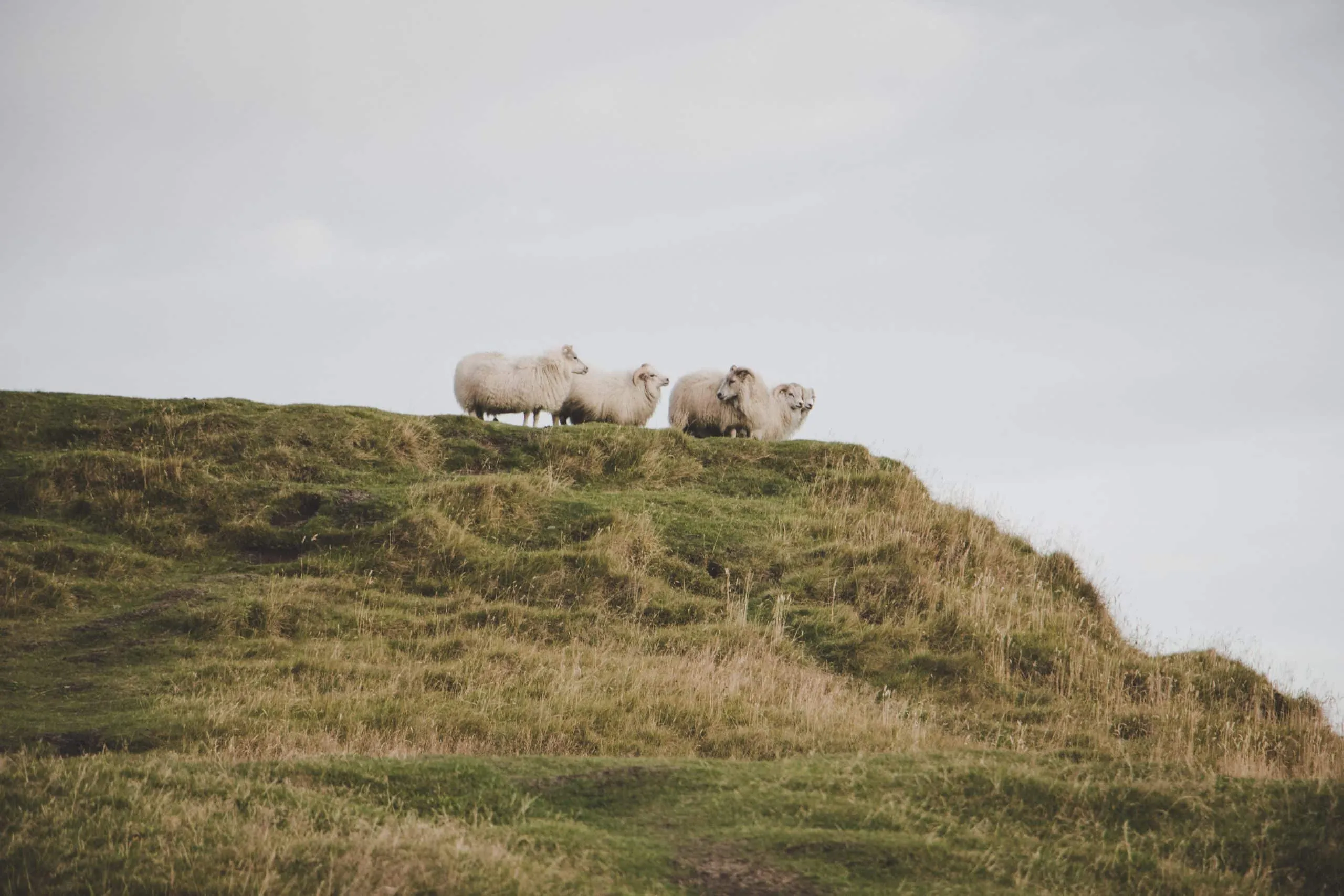 illustration d'animaux sur une colline