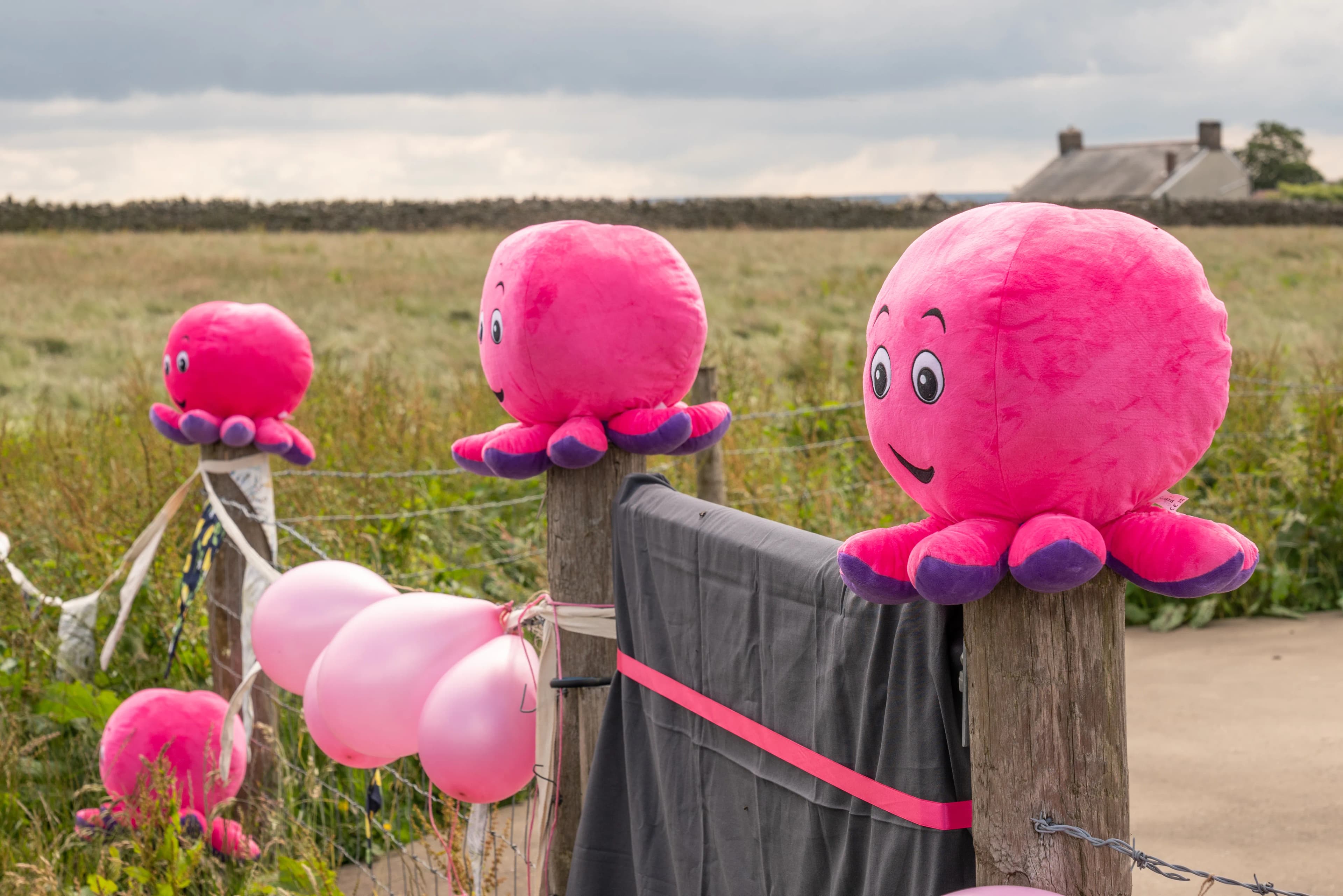 Octopus : un acteur ancré dans les territoires