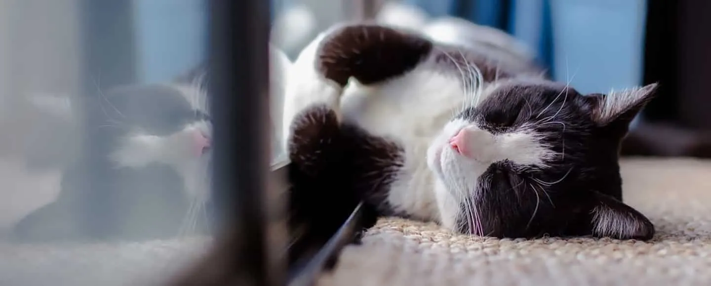 Un chat qui dort