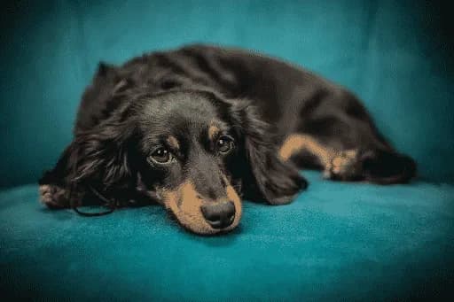 photo d'un chien