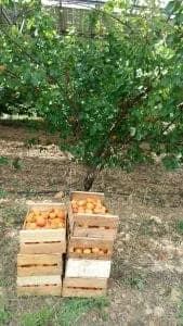cagette d'abricots