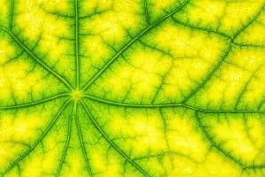 Energie gratuite grâce aux plantes