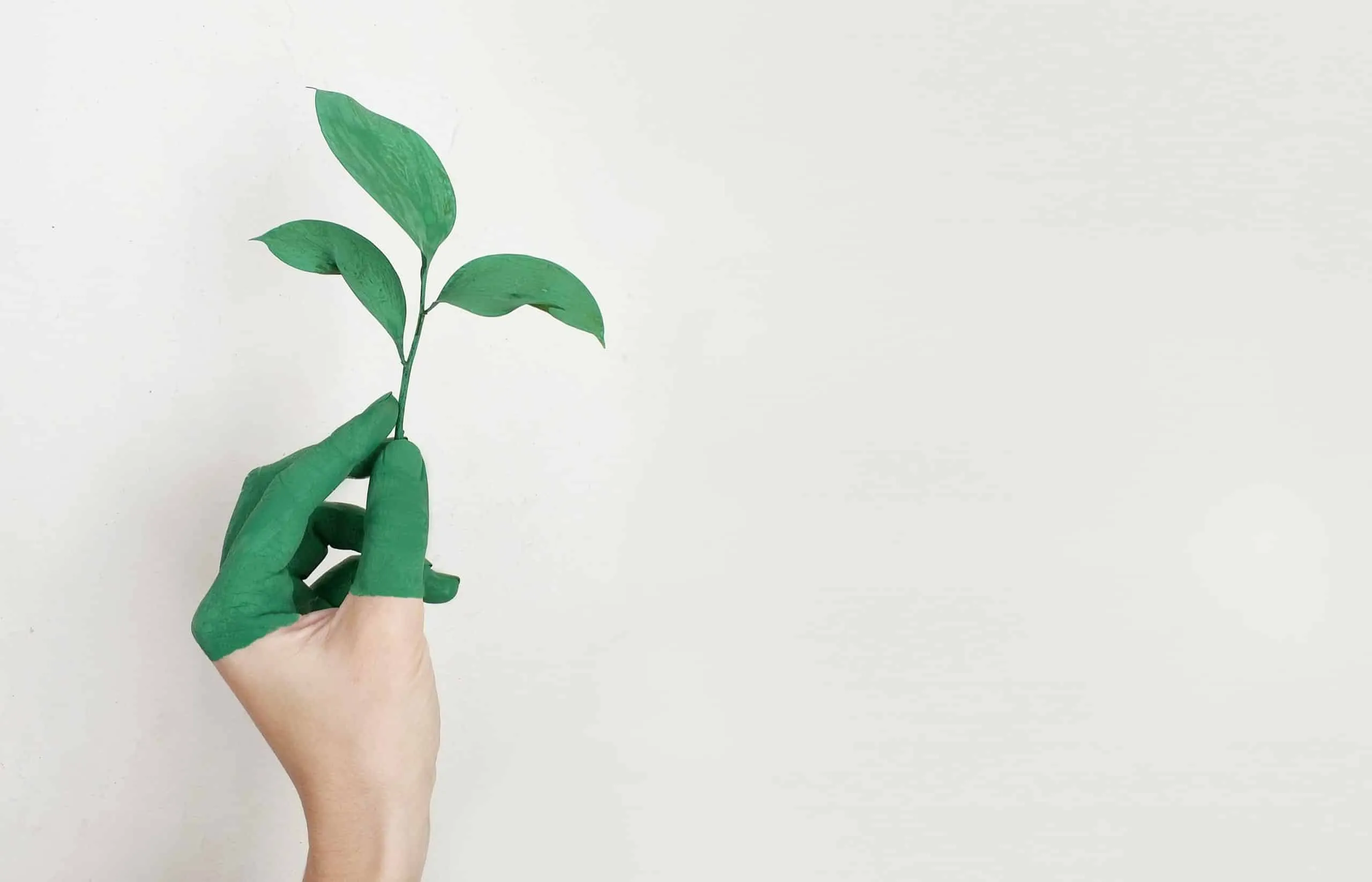 illustration d'une plante tenue dans une main