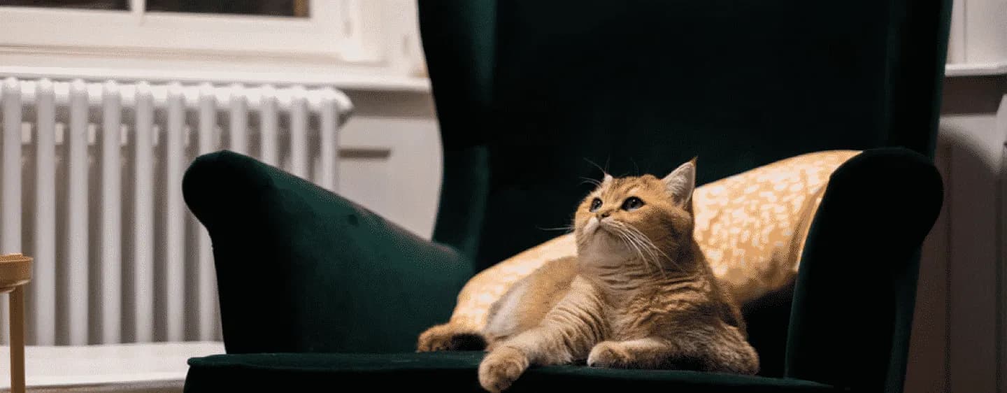 illustration d'un chat
